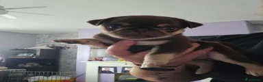 Pug 1