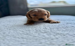 Cockerdor dogs for sale: Gorgeous Cockador puppies  - Image 7