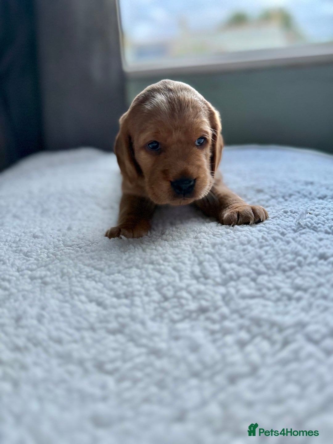 Cockerdor dogs for sale: Gorgeous Cockador puppies  - Image 7