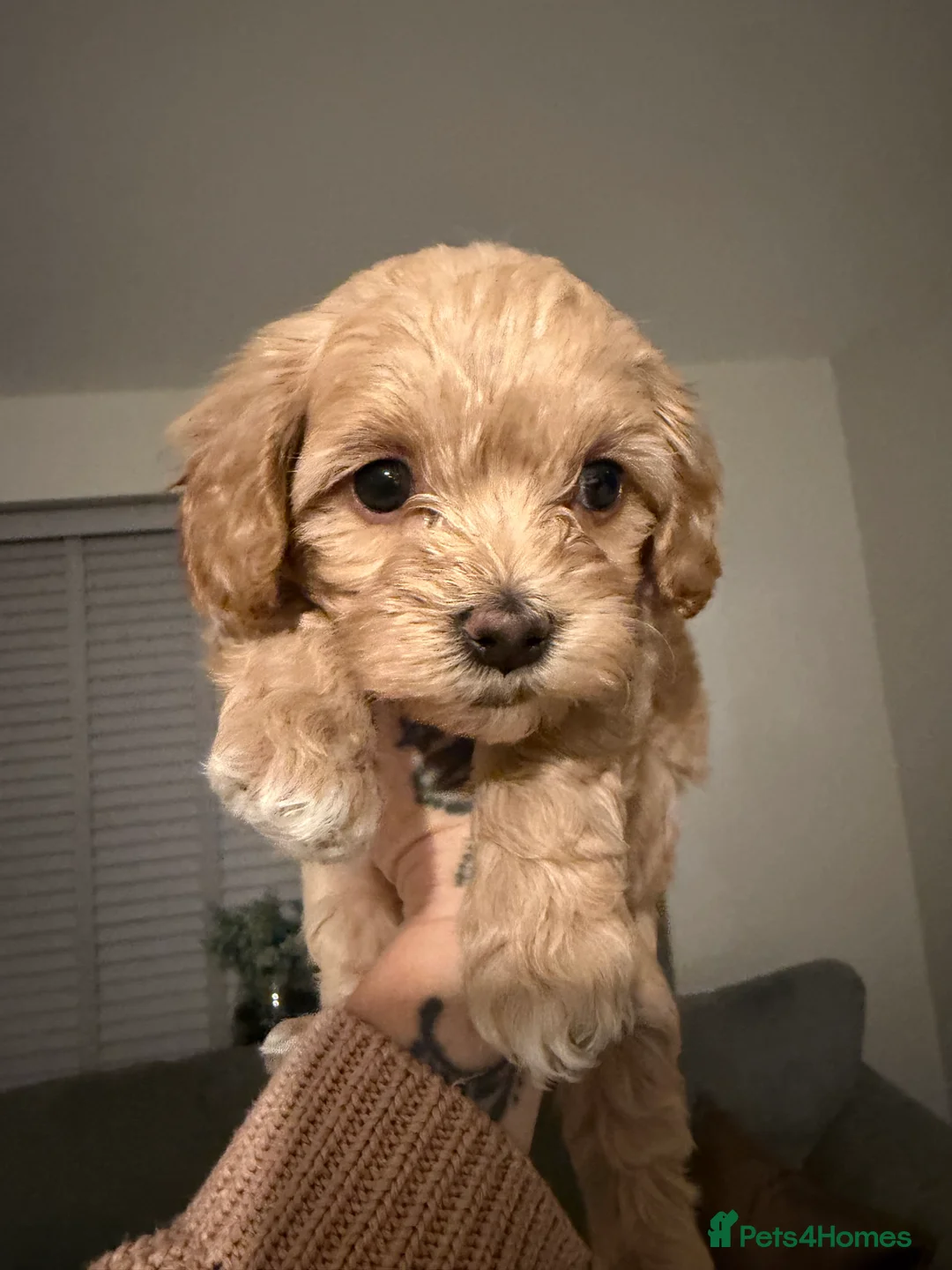 Mixed Breed dogs for sale: Cavamaltipoo - Advert 8