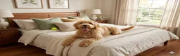 Goldendoodle dogs for sale: Red and White Miniature Doodles Licensed  - Advert 21