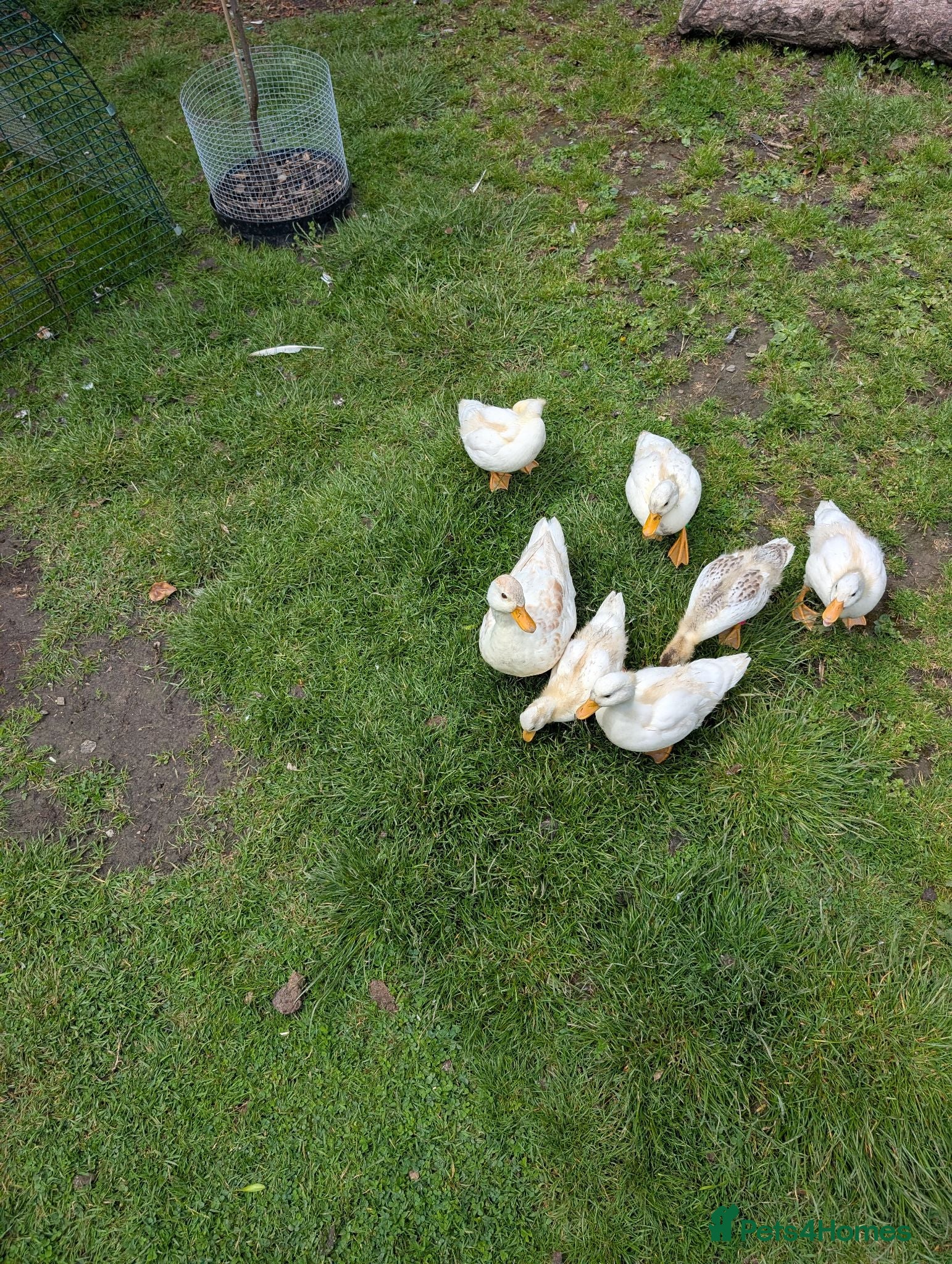 Ducks poultry Call ducklings and adult females  - Advert 6