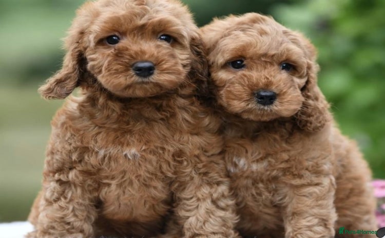 Cockapoo dogs - Advert 1