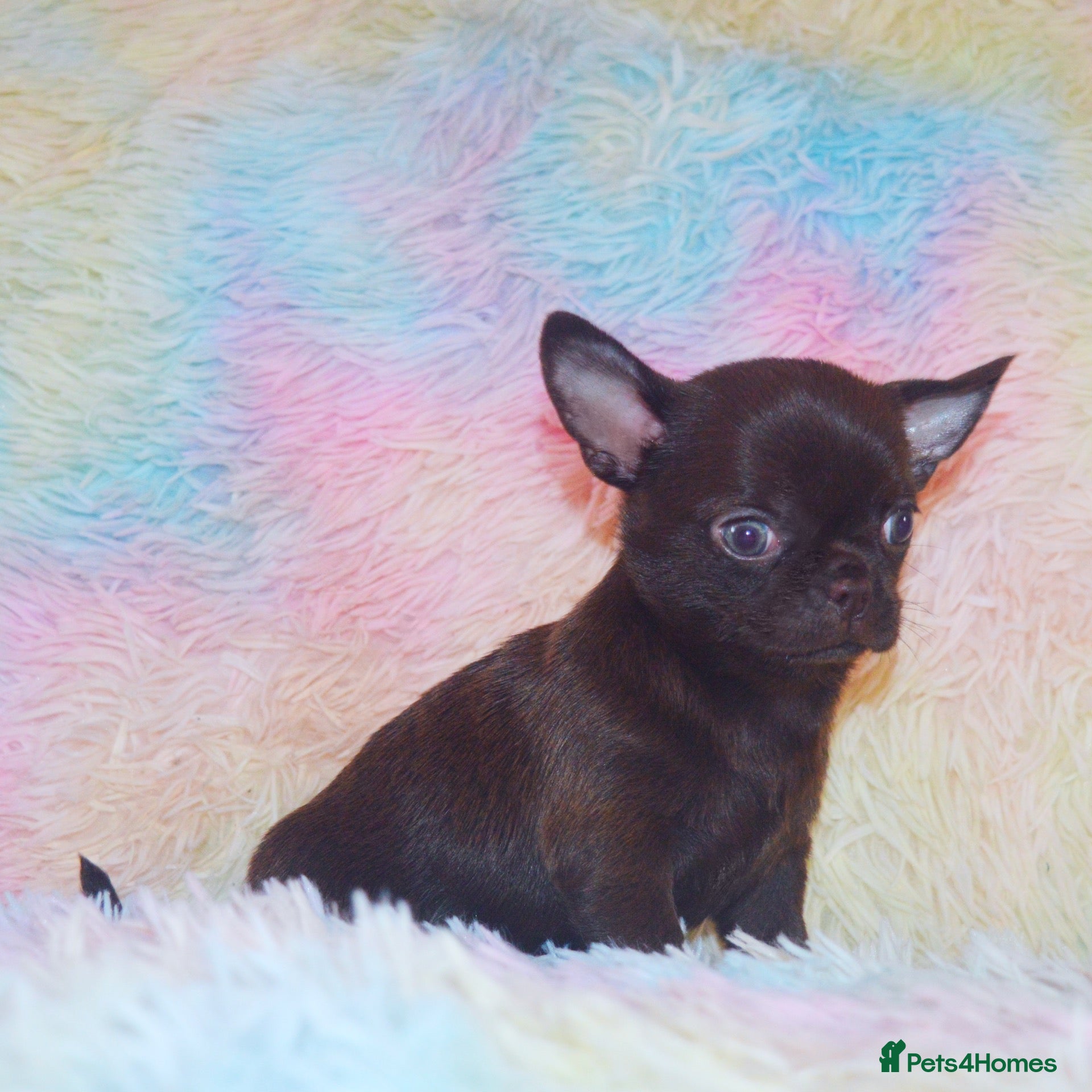 Chihuahua dogs EXTENSIVELY HEALTH TESTED KC REG CHIHUAHUAS  - Advert 2