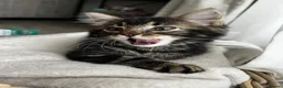 Mixed Breed cats for sale: 2 adorable kittens  - Advert 1