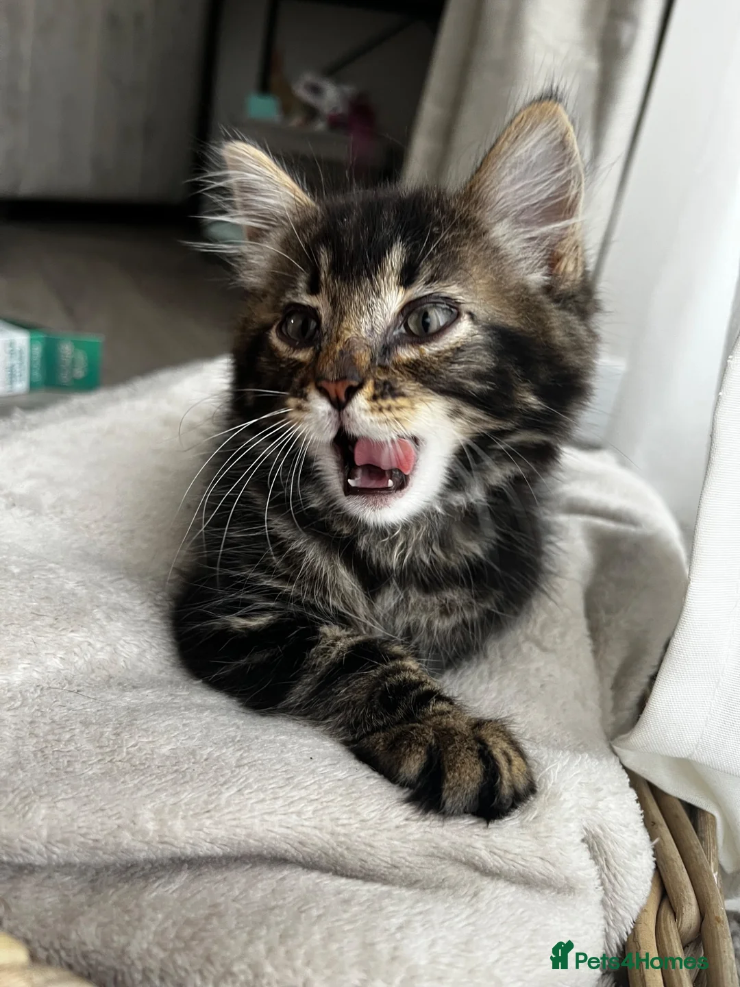 Mixed Breed cats for sale: 2 adorable kittens  - Advert 1