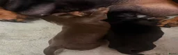 Miniature Dachshund dogs for sale: Miniature dachshund  - Advert 13