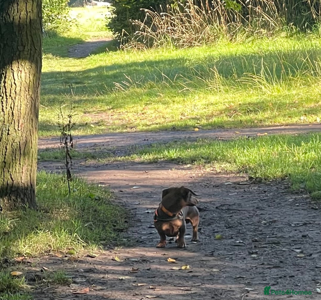 Miniature Dachshund dogs for stud: K.C. Registered Miniature Dachshund  - Advert 5