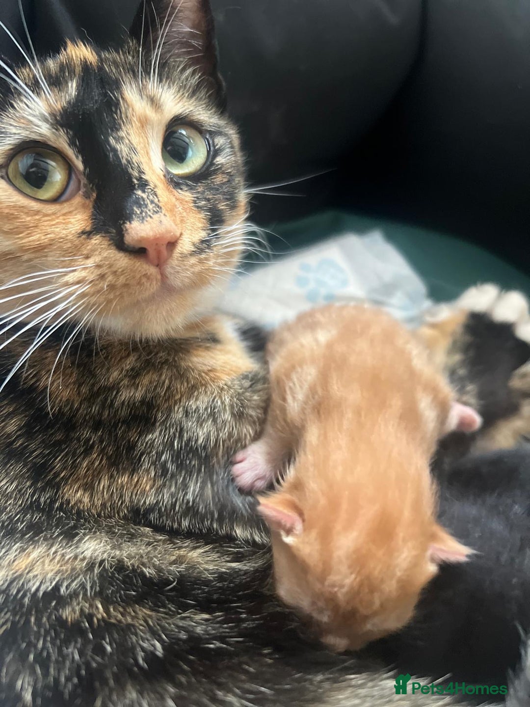 Domestic Shorthair cats for sale: Kittens - Image 7