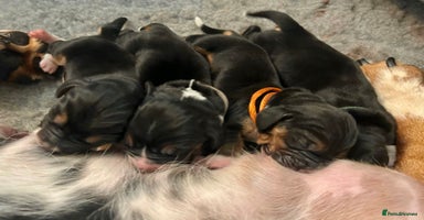 Basset Hound dogs - Advert 13