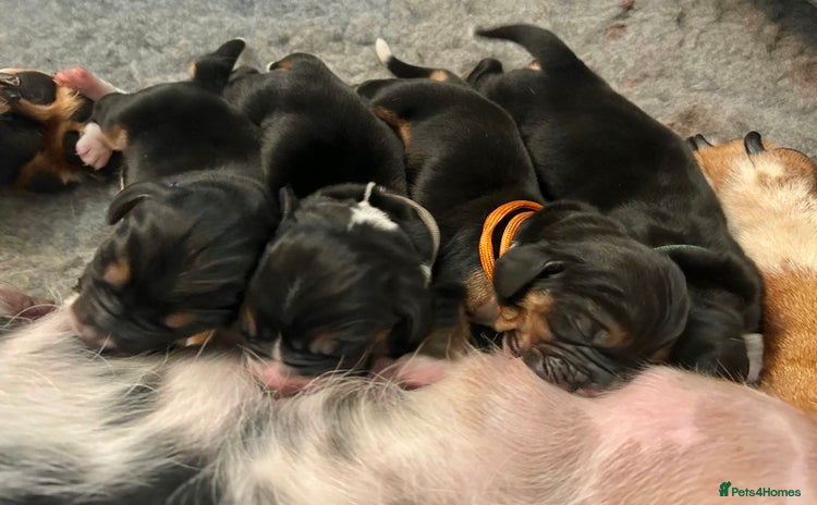 Basset Hound dogs - Advert 1
