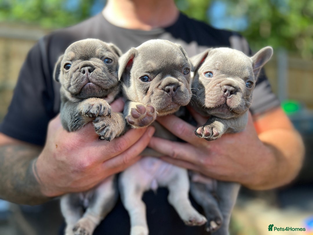 French Bulldog dogs for sale: 7 week old kC French bulldogs - Image 21