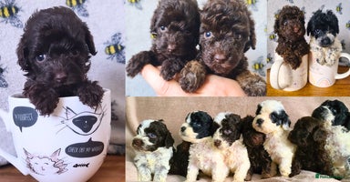Cockapoo dogs - Advert 4