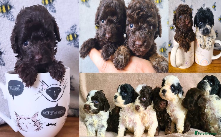 Cockapoo dogs - Advert 4