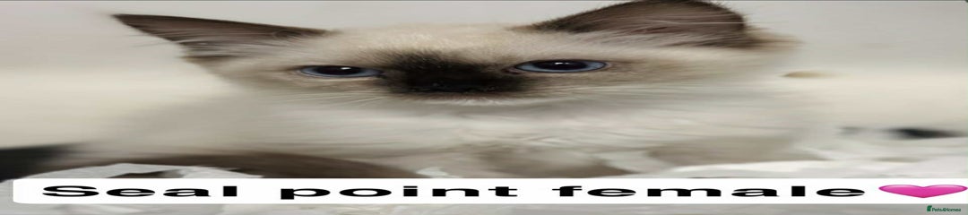 Ragdoll Kitten 7