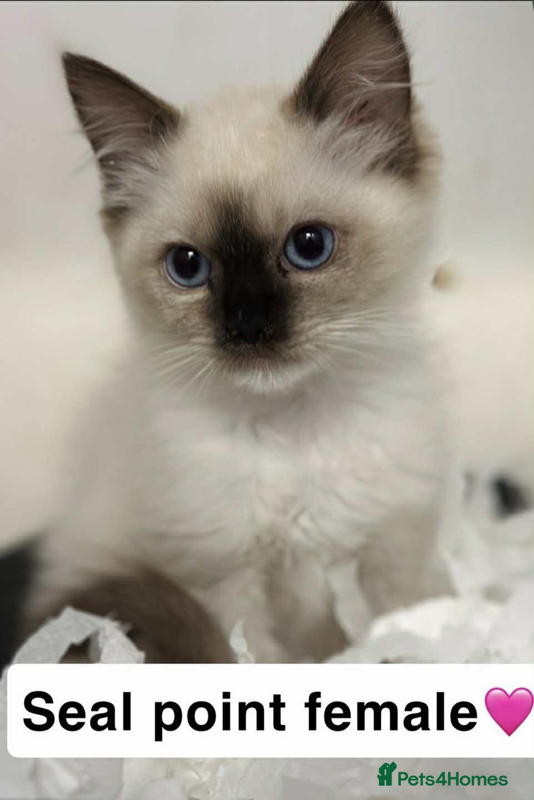 Ragdoll cats for sale: GCCF REGISTERED KITTENS non active - Image 6