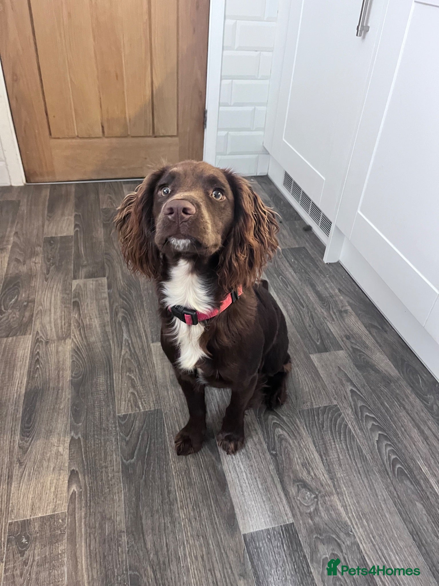 Cocker Spaniel dogs Looking for a good home - Advert 1