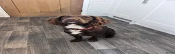Cocker Spaniel dogs for sale: Looking for a good home in Chesterfield - Advert 1