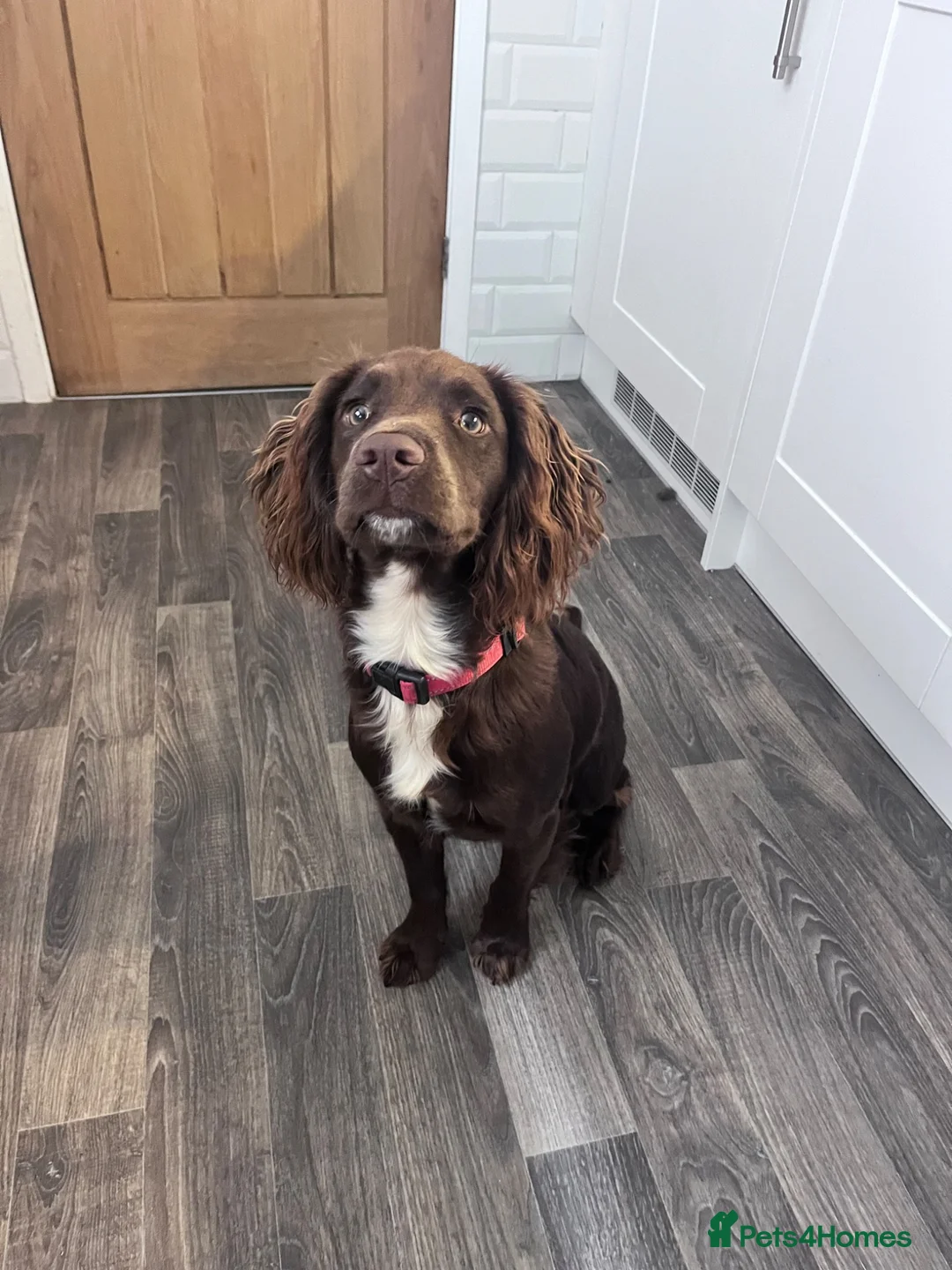 Cocker Spaniel dogs for sale: Looking for a good home in Chesterfield - Advert 1