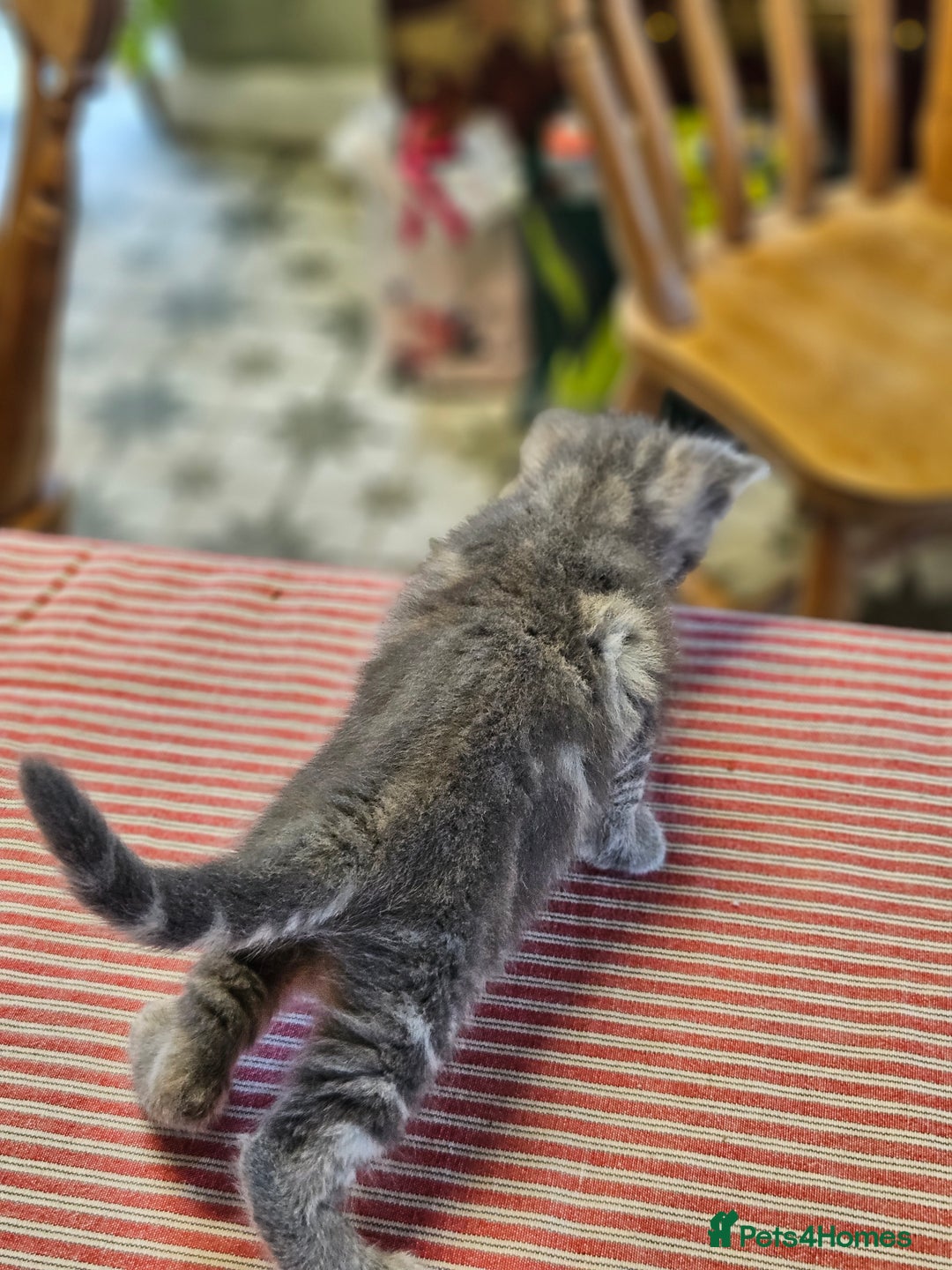 Maine Coon cats for sale: Adorable Maine Coon cross litter for sale - Advert 4