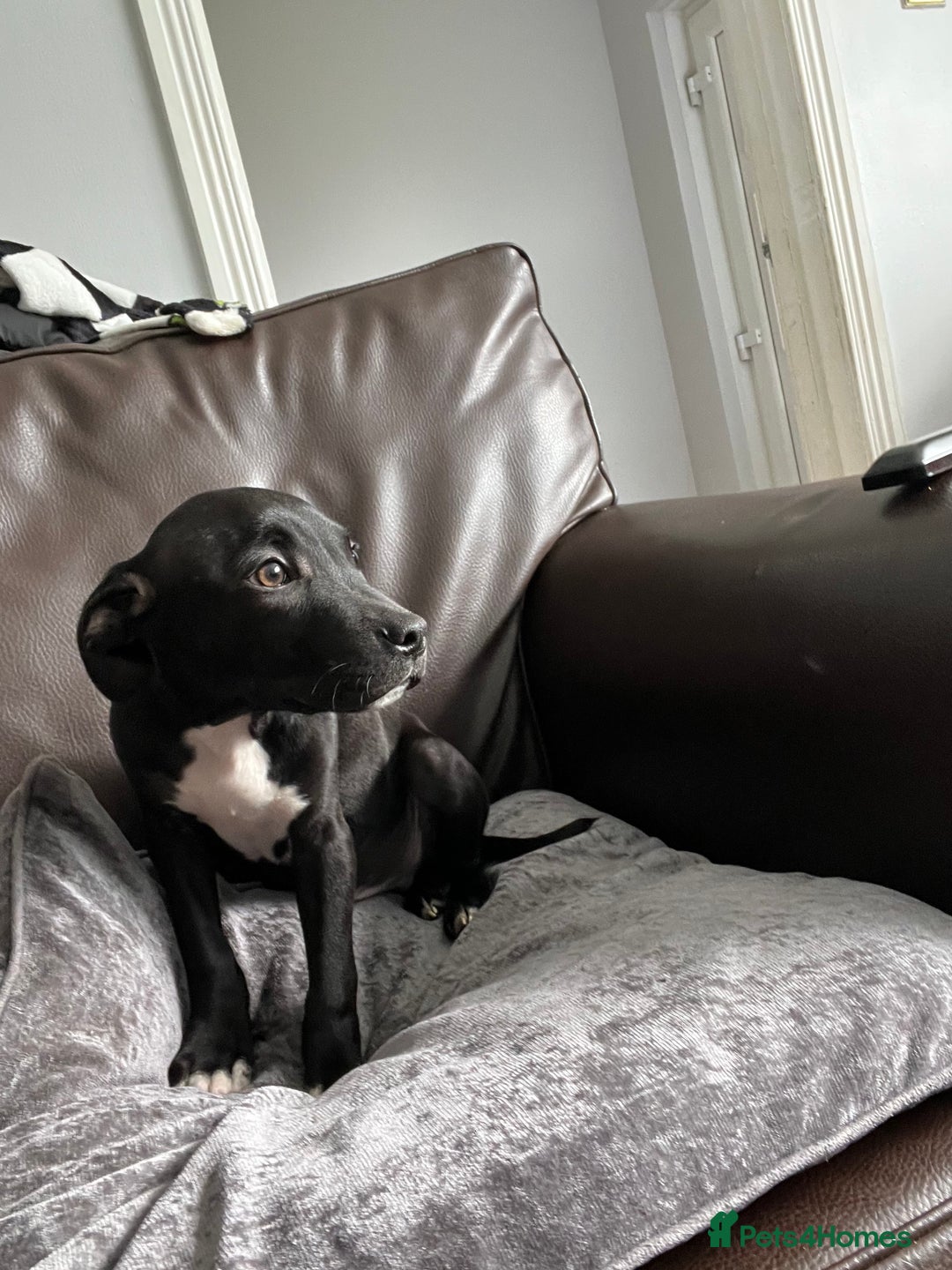 Mixed Breed dogs for sale: Staffy pups - Advert 13