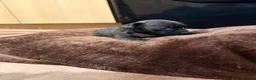 French Bulldog dogs for sale: French bulldogs puppy’s  in Lincoln - Advert 7