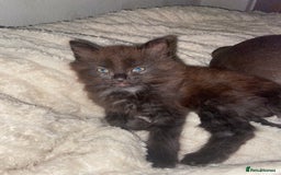British Longhair cats for sale: kittens for sale (please read description❤️) - Image 2