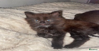 British Longhair cats - Advert 1
