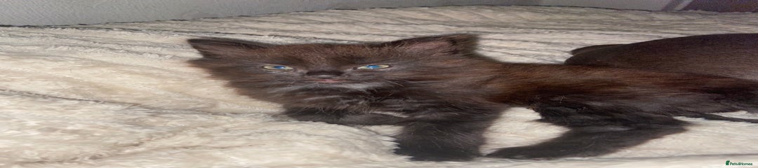 British Longhair Kitten 1