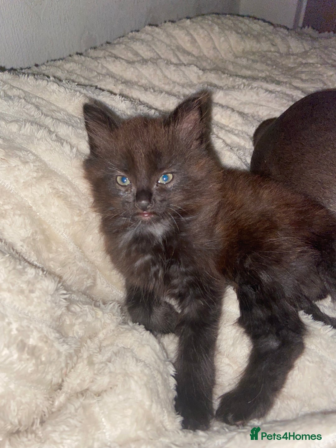 British Longhair cats for sale: kittens for sale (please read description❤️) - Image 2