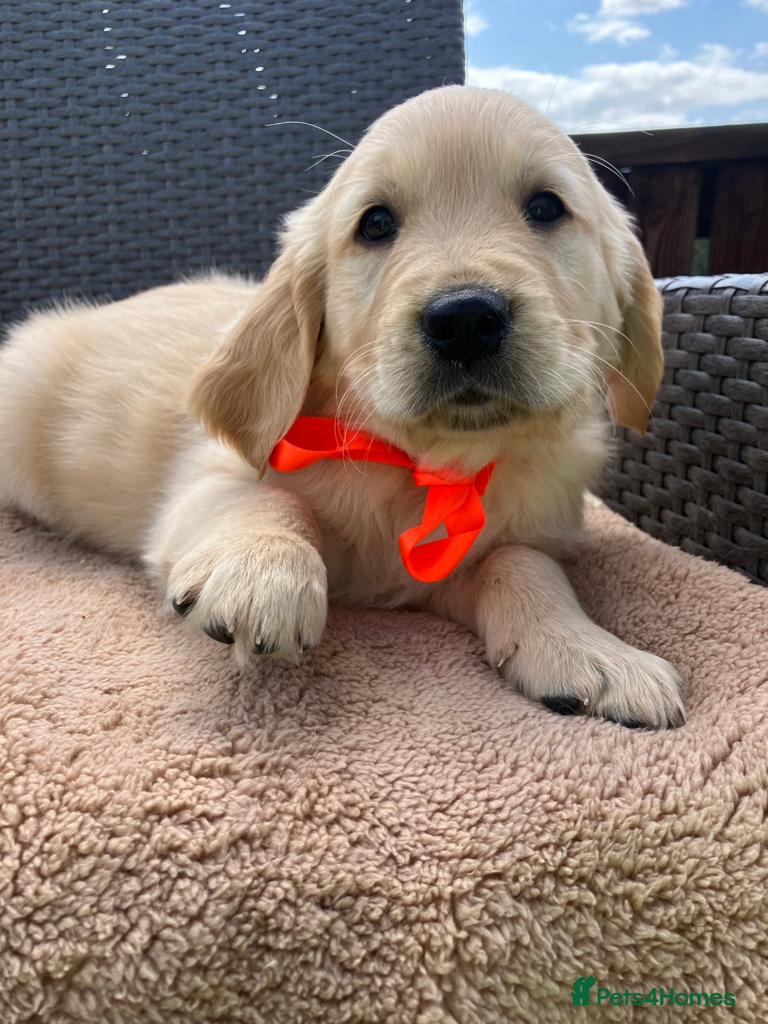 Golden Retriever dogs for sale: Beautiful litter of 7 GR puppies  - Image 5