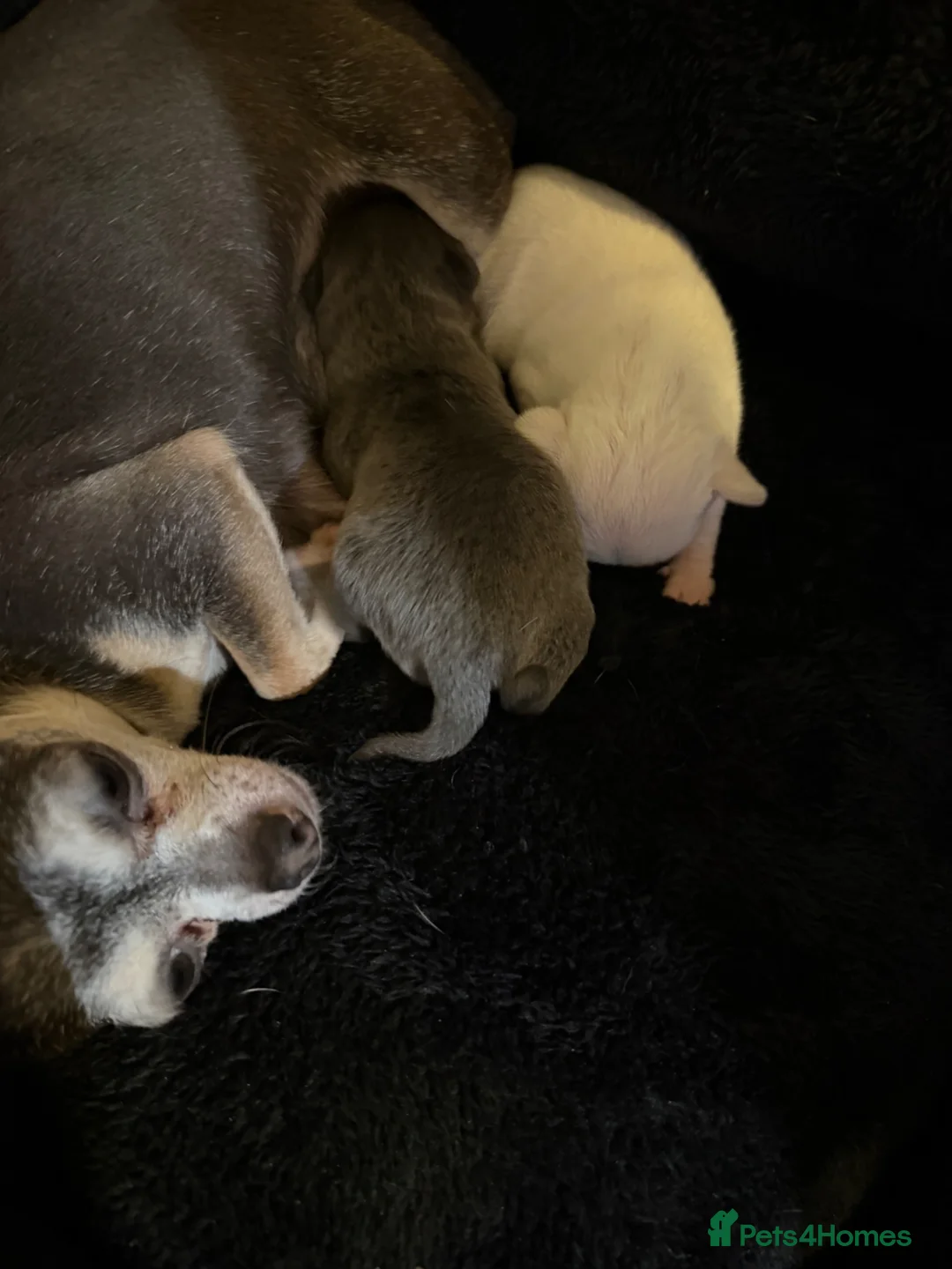 Chihuahua dogs for sale: AMAZING QUALITY CHIHUAHUA PUPPIES READY NOW - Advert 2