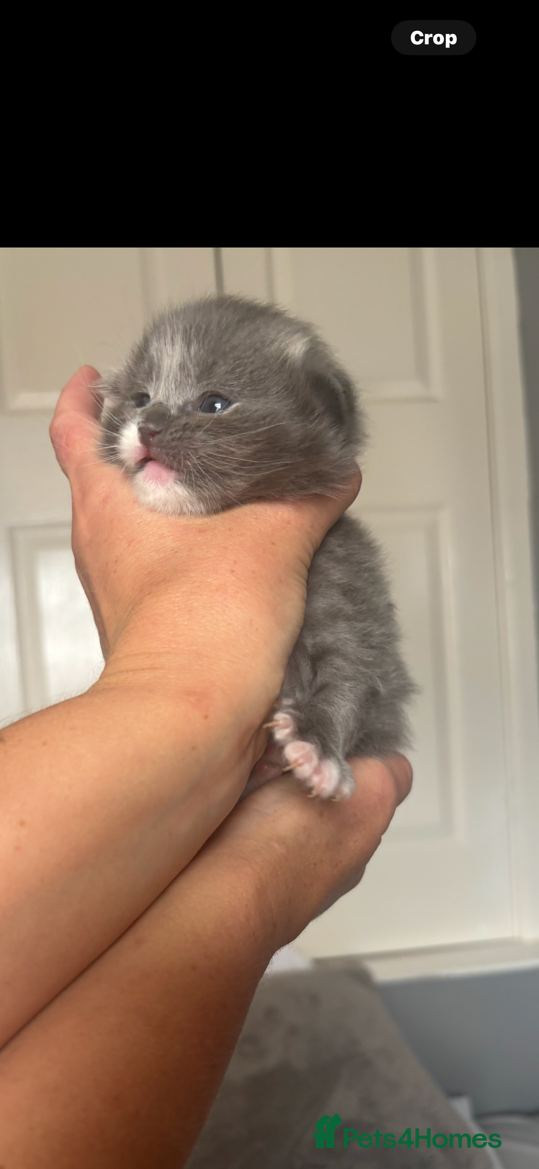 Ragdoll cats for sale: Ragdoll kittens  - Image 4