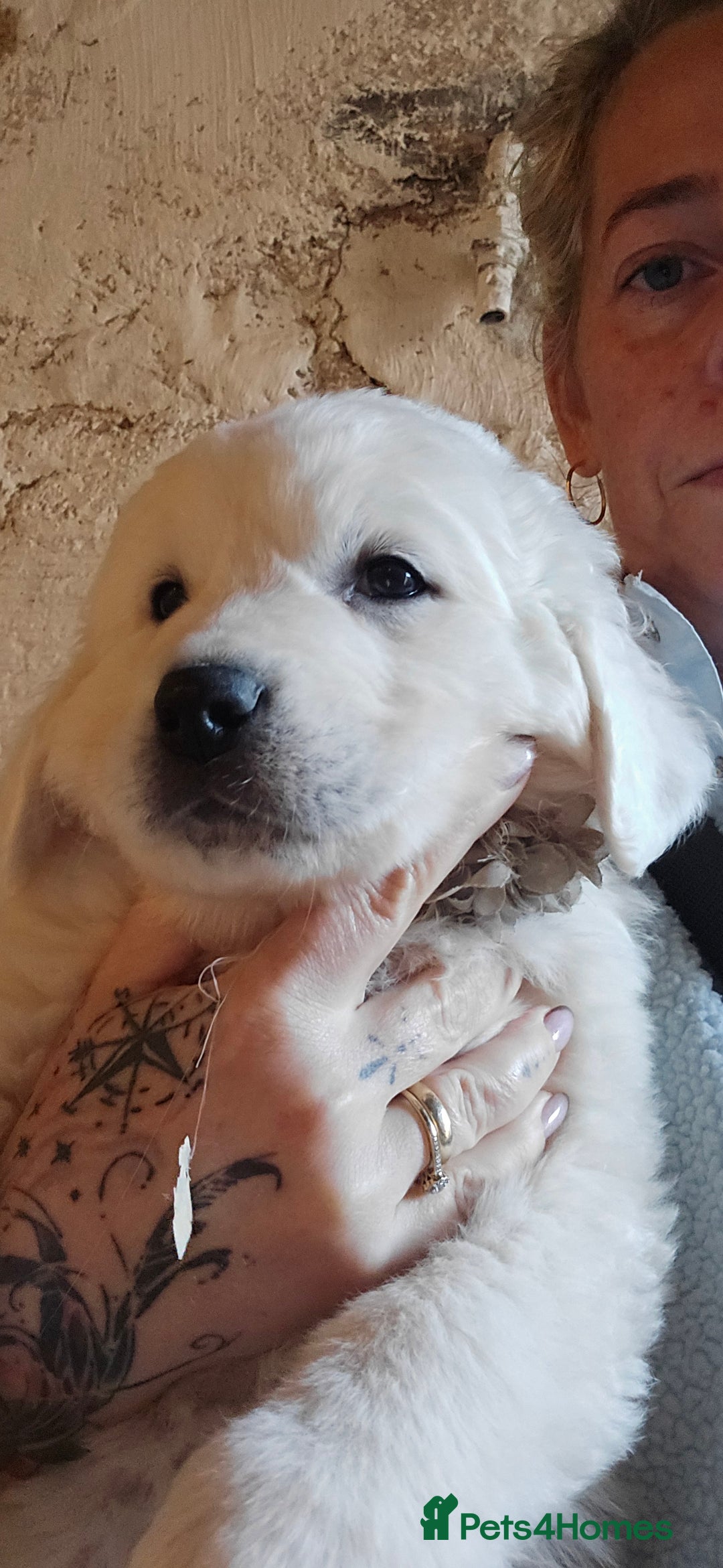 Pyrenean Mountain Dog dogs for sale: Polish tatra mountain sheepdog - Advert 16