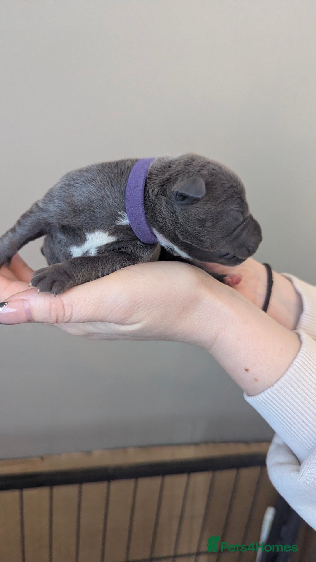 Staffordshire Bull Terrier dogs for sale: Beautiful KC reg Staffordshire bull terriers - Advert 27