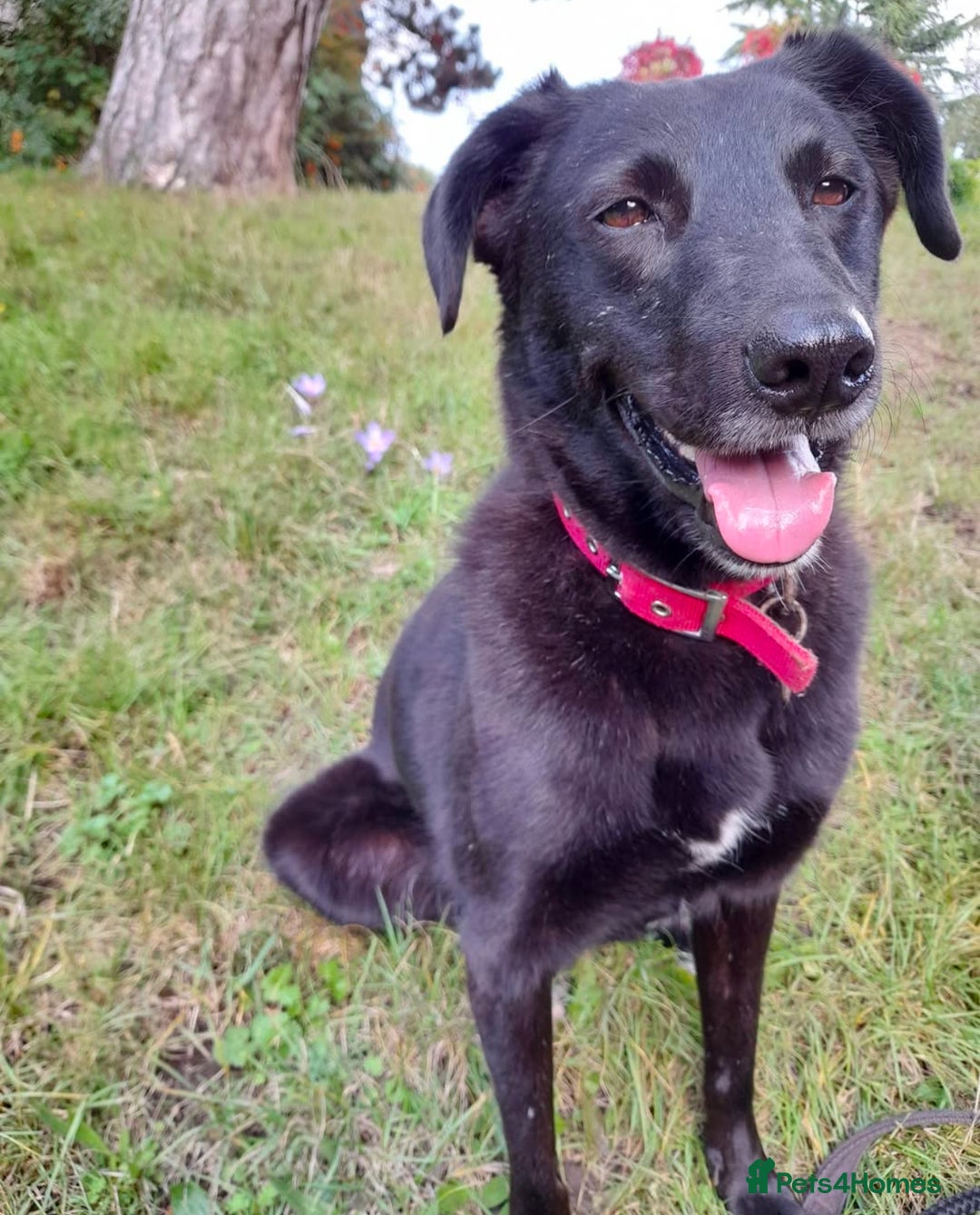 Mixed Breed dogs for adoption: Meet Callie - Advert 1