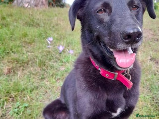 Mixed Breed dogs Meet Callie - Advert 1