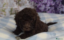 Cockapoo dogs for sale: sable & phantom & tri colour cockapoo puppies  - Image 3