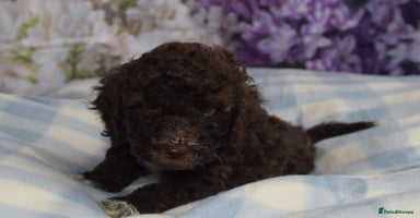 Cockapoo dogs - Advert 2