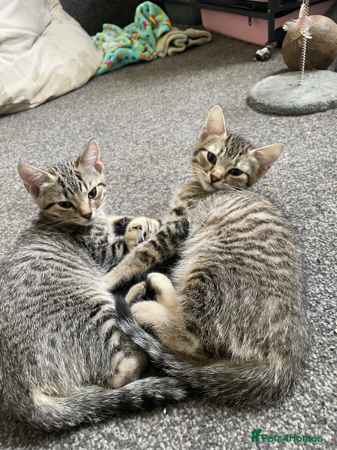 Mixed Breed cats for sale: Gorgeous 12week old tabby brother and sister - Advert 1