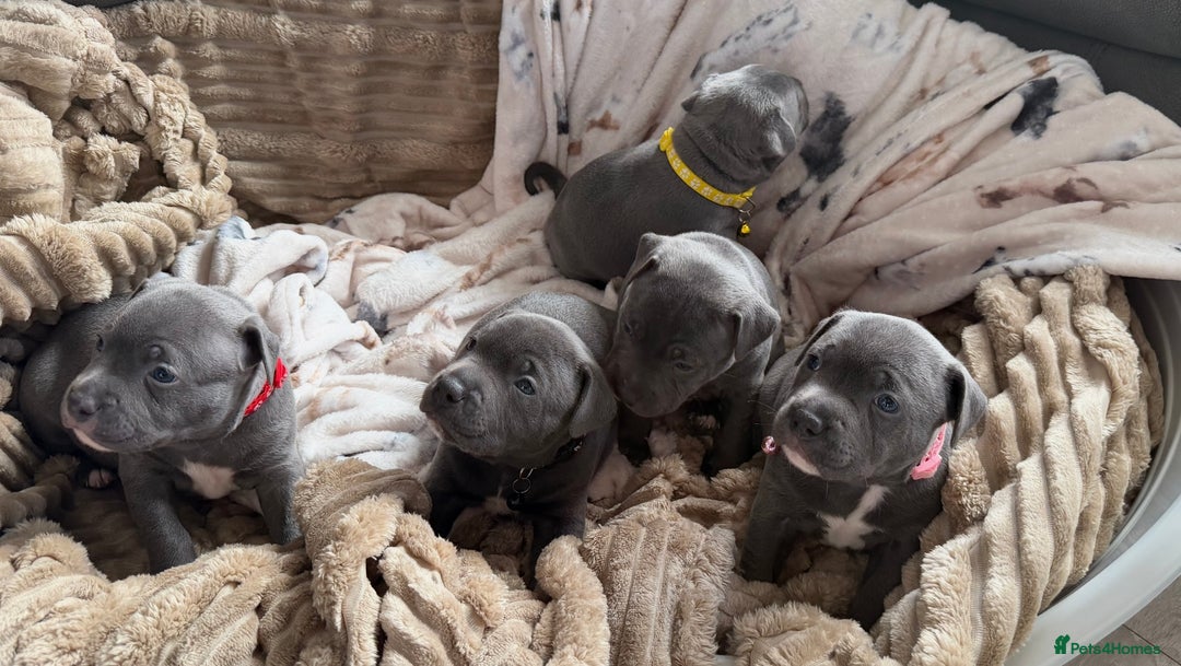 Staffordshire Bull Terrier dogs for sale: 5 beautiful blue Staffordshire puppies  - Advert 9