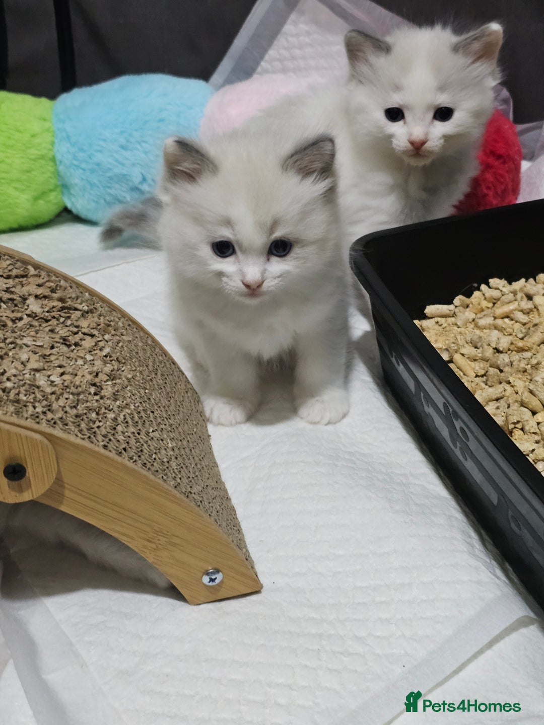 Ragdoll cats for sale: 🐱Kittens Ragdoll Bicolor. 3 Boys and 2 Girls  - Advert 18