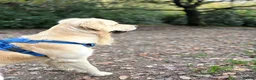 Golden Retriever dogs for stud: Golden retriever for stud - Advert 16