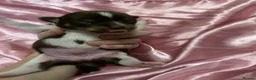 Chihuahua dogs for sale: 3musketeers full pedigree baby’s unusual markings  in Manchester - Advert 9