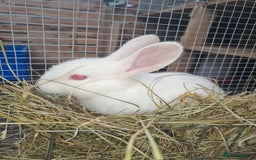 New Zealand rabbits for sale: Calm & Friendly New Zealand Kits - Image 5