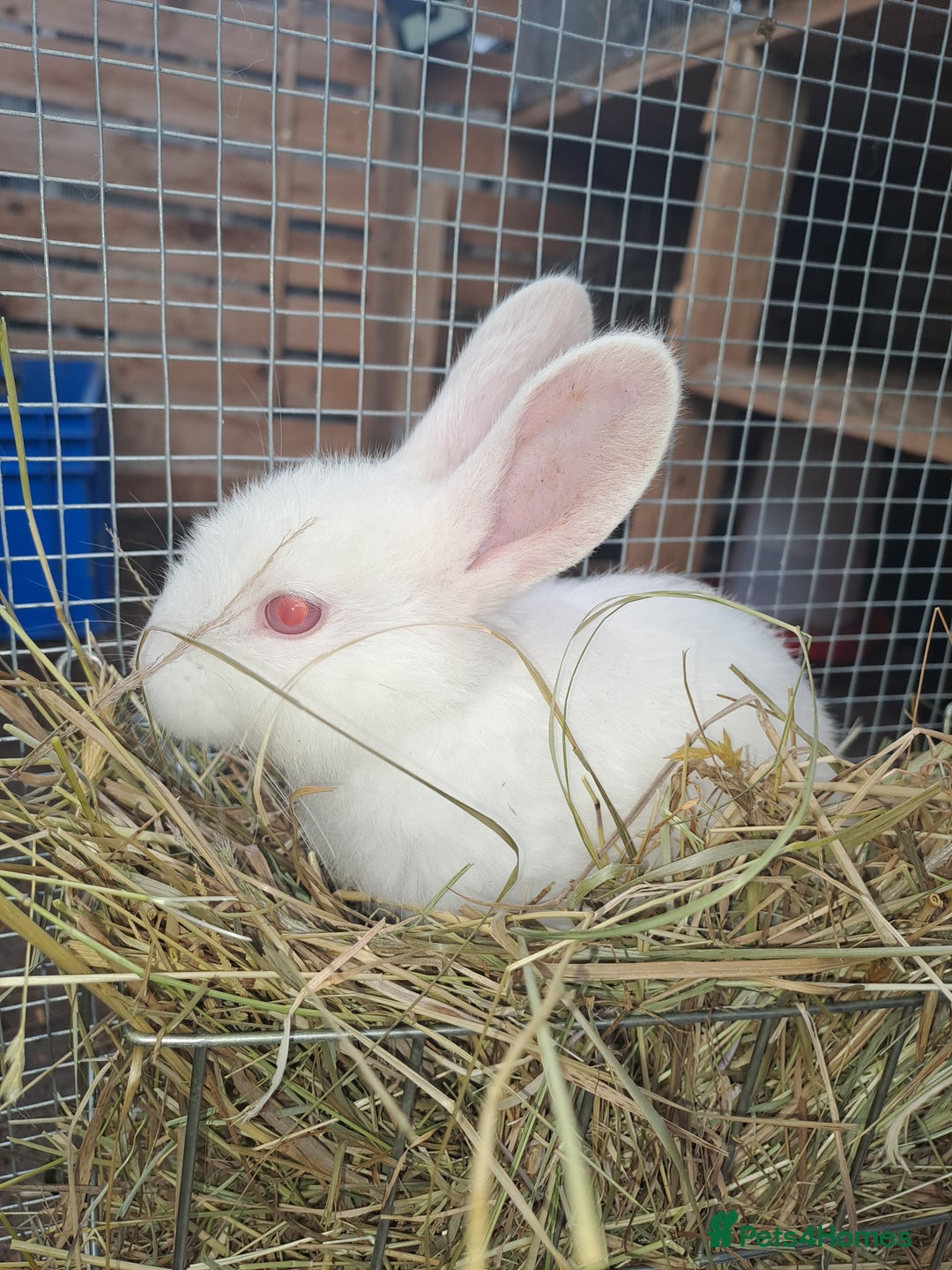 New Zealand rabbits for sale: Calm & Friendly New Zealand Kits - Image 5
