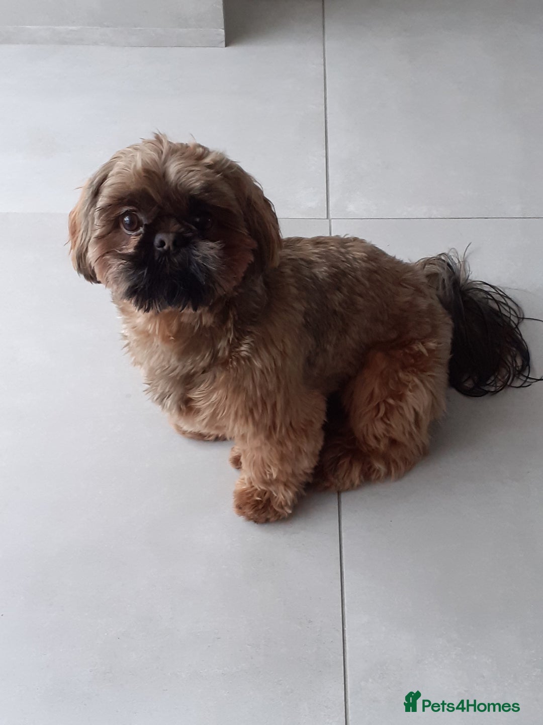 Shih Tzu dogs for stud: Stunning shihtzu stud in Wrexham - Advert 3