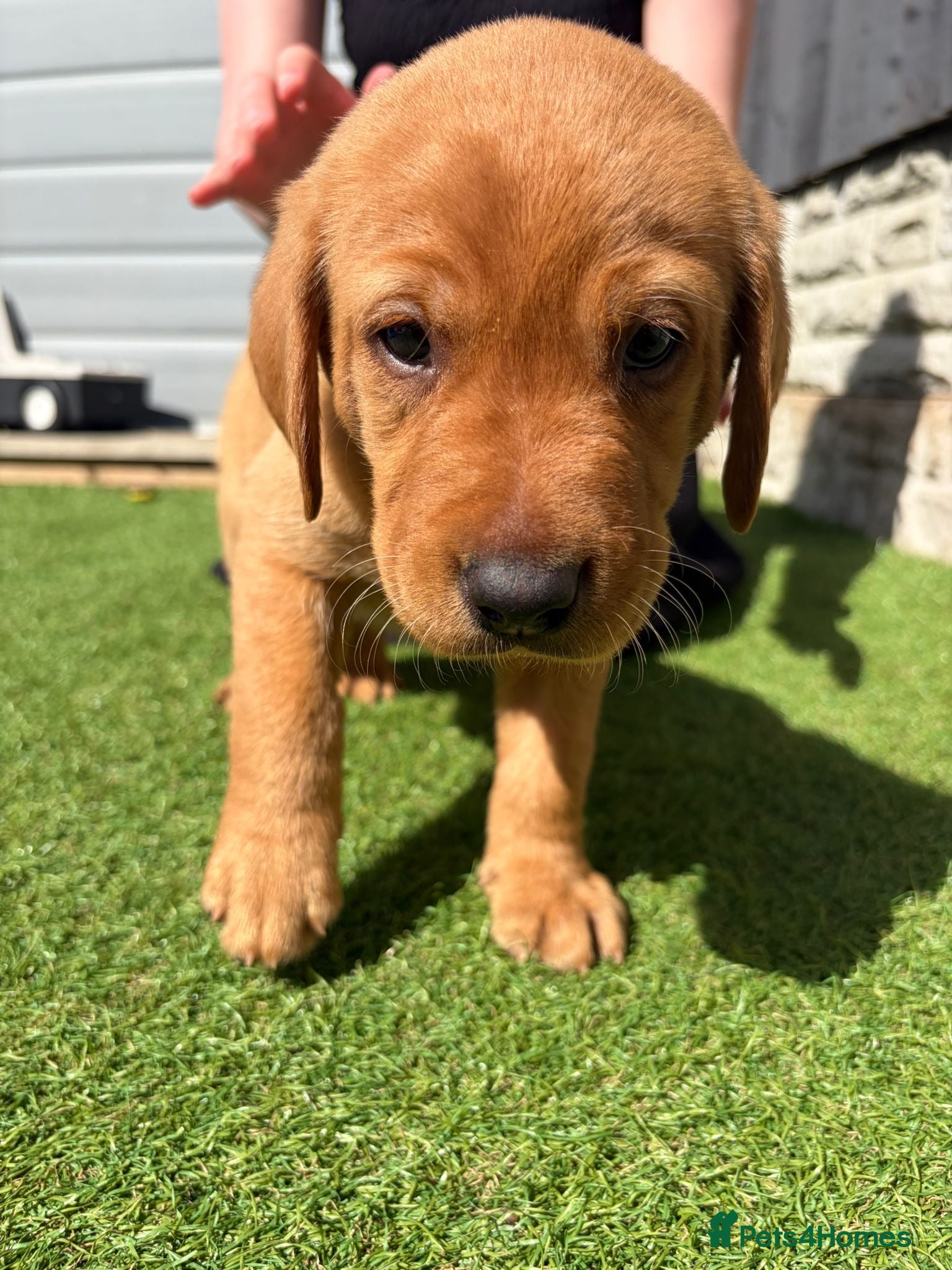 Labrador Retriever dogs Beautiful Labrador puppies - Advert 2