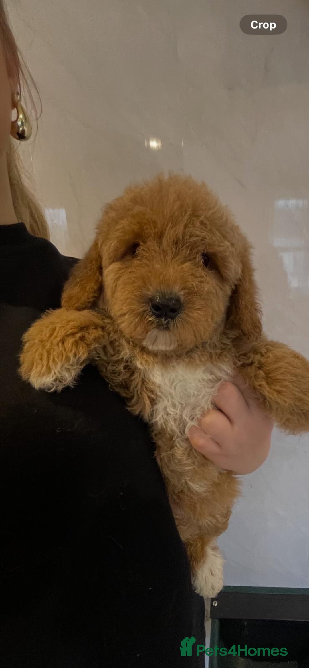 Cavapoo dogs for sale: Beautiful cavapoo puppies - Advert 2