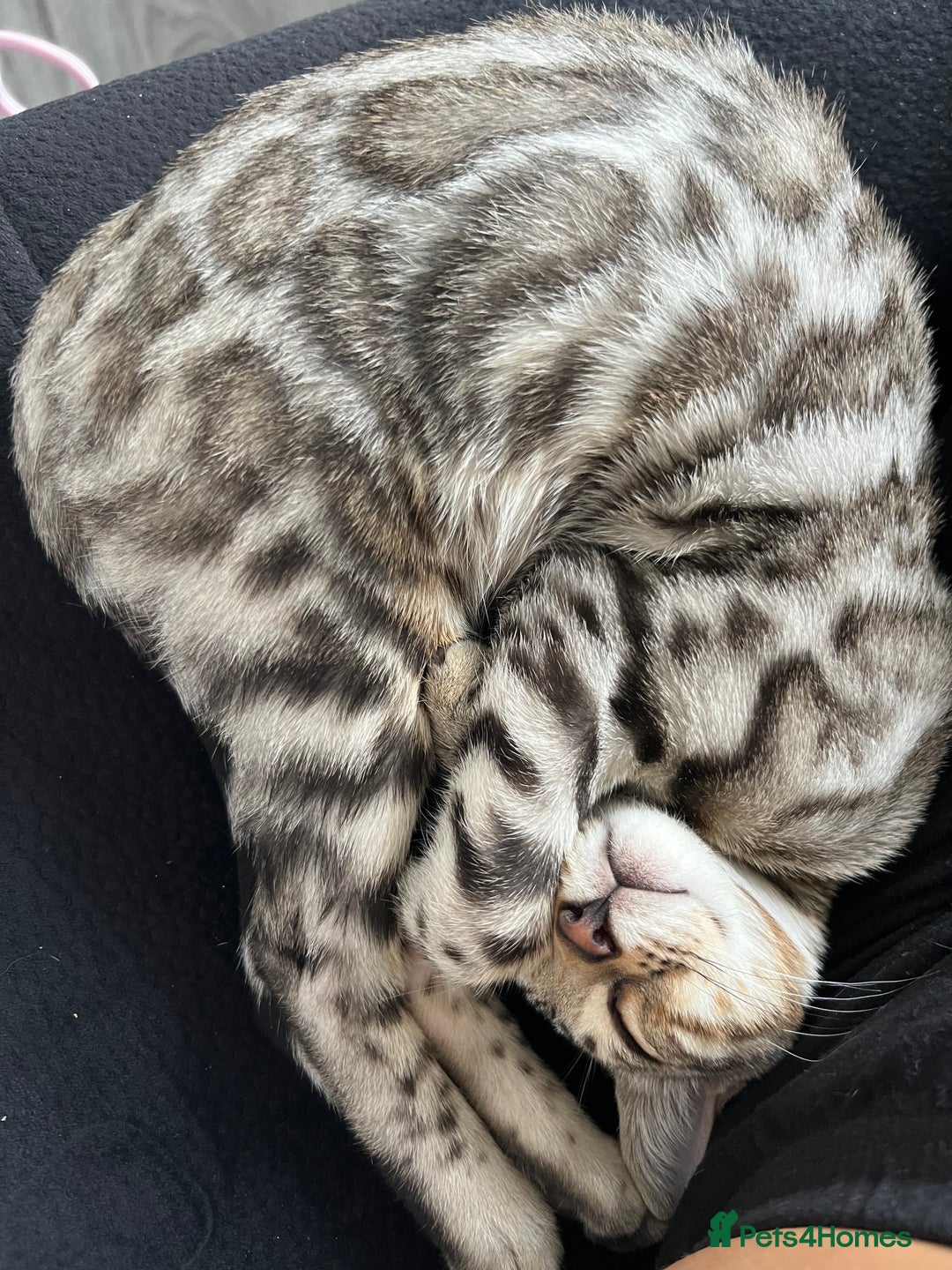 Bengal cats for sale: Bengal female kitten  - Advert 12